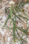 Perennial saltmarsh aster